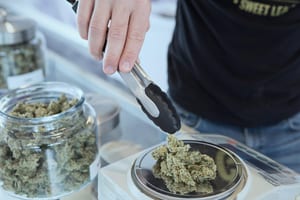The US cannabis industry now supports 428,059 jobs