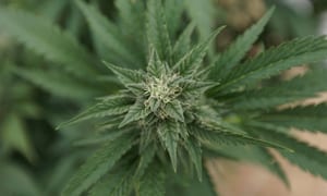 New York Regulators Approve First Round Of Marijuana Cultivation Licenses