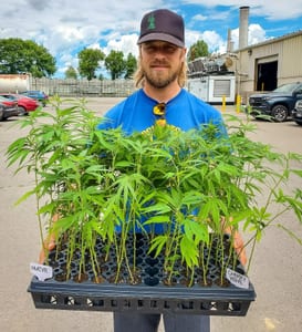 We got our first hemp clones!