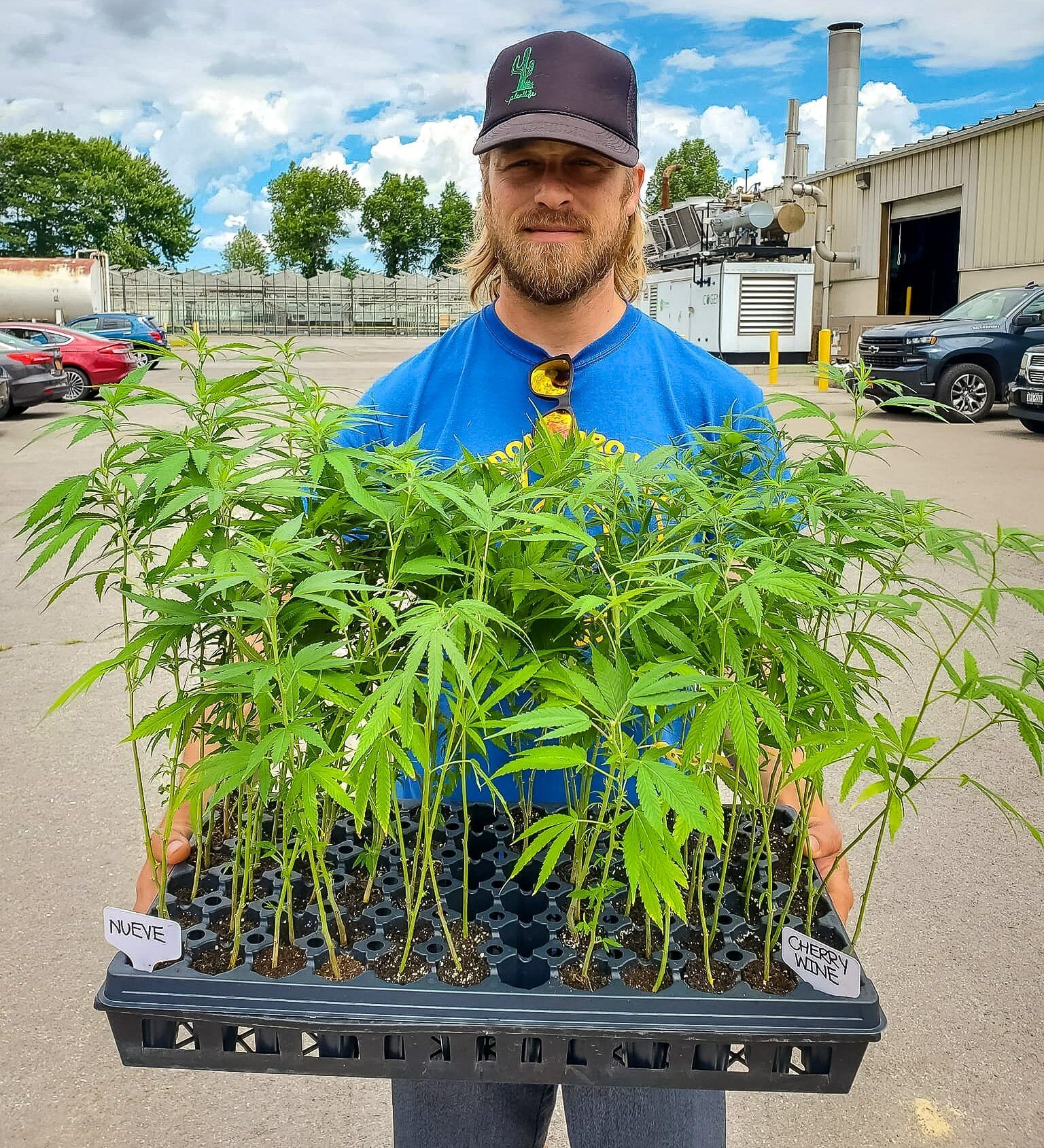 Ryan- our first hemp clones