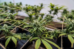 Our Next Round of Hemp Flower