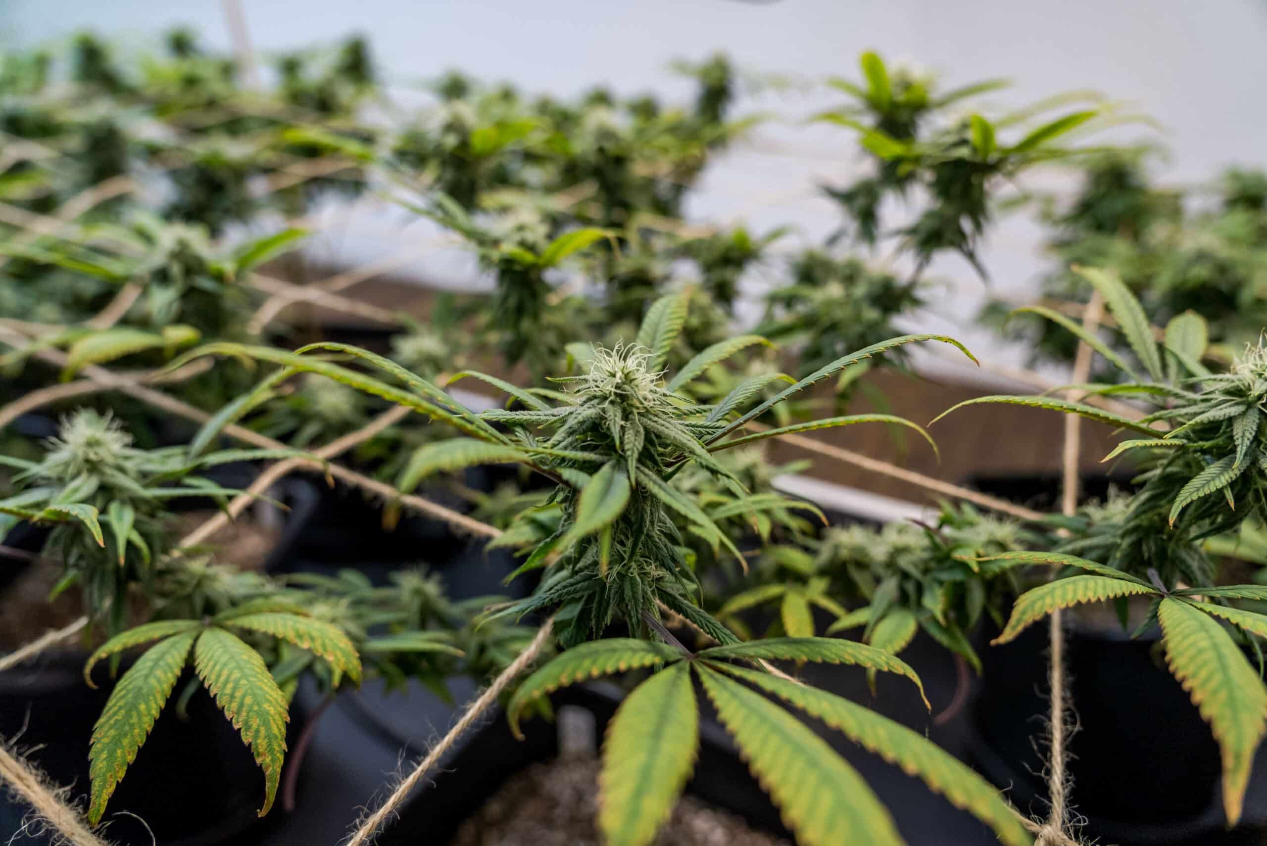 Hemp flower