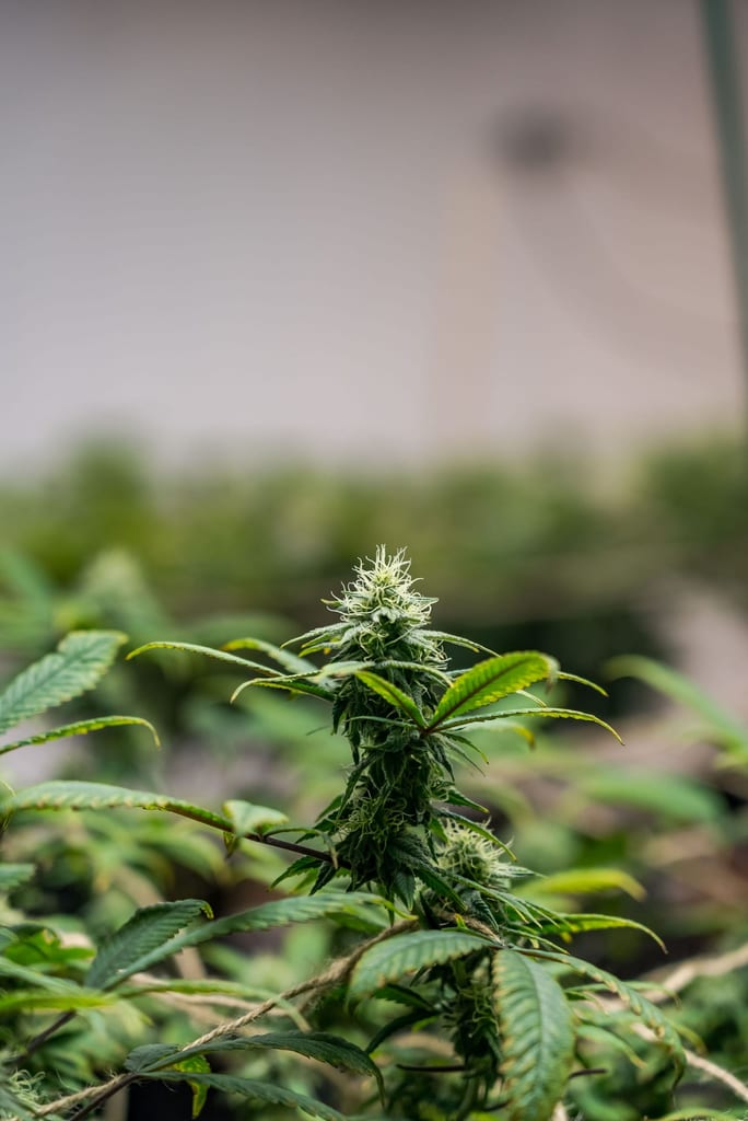 Hemp Flower