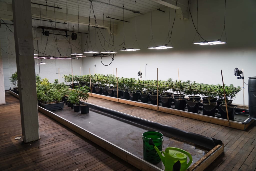 Hemp farm