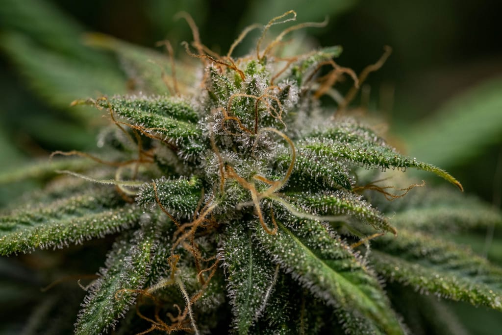 Sour Hawaiian Haze CBD