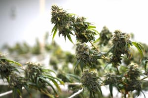 Hemp Harvest #6