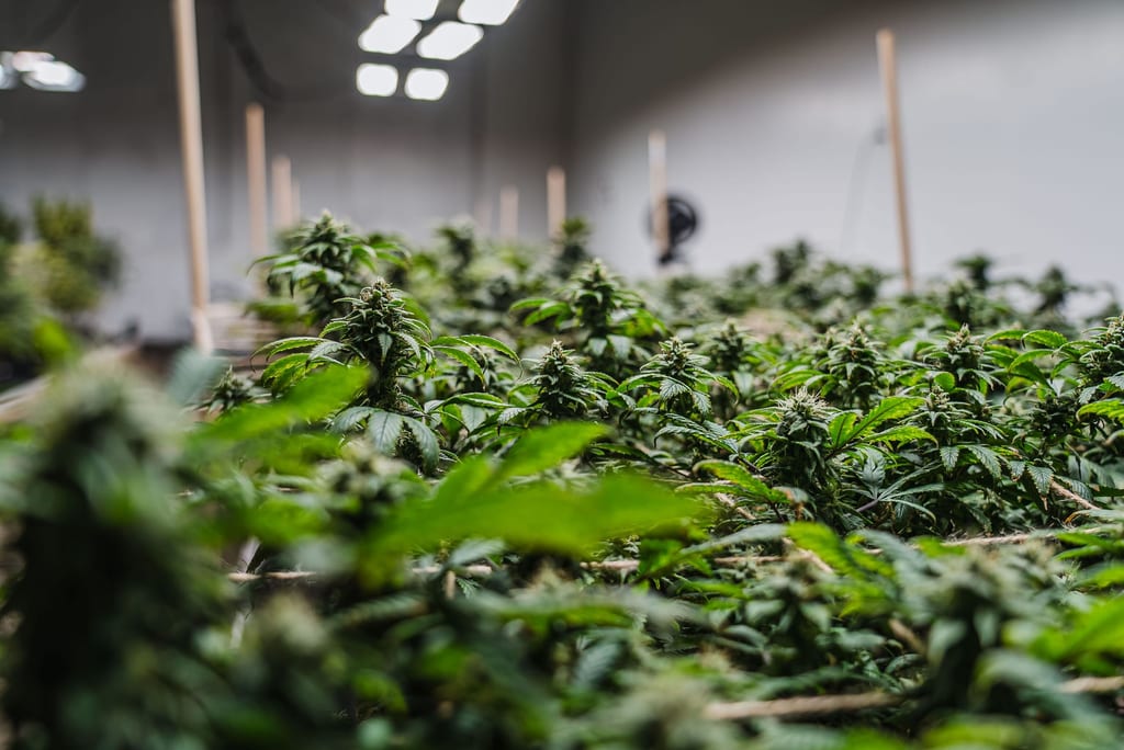 Hemp flowers growing in our space in Jamestown, NY
