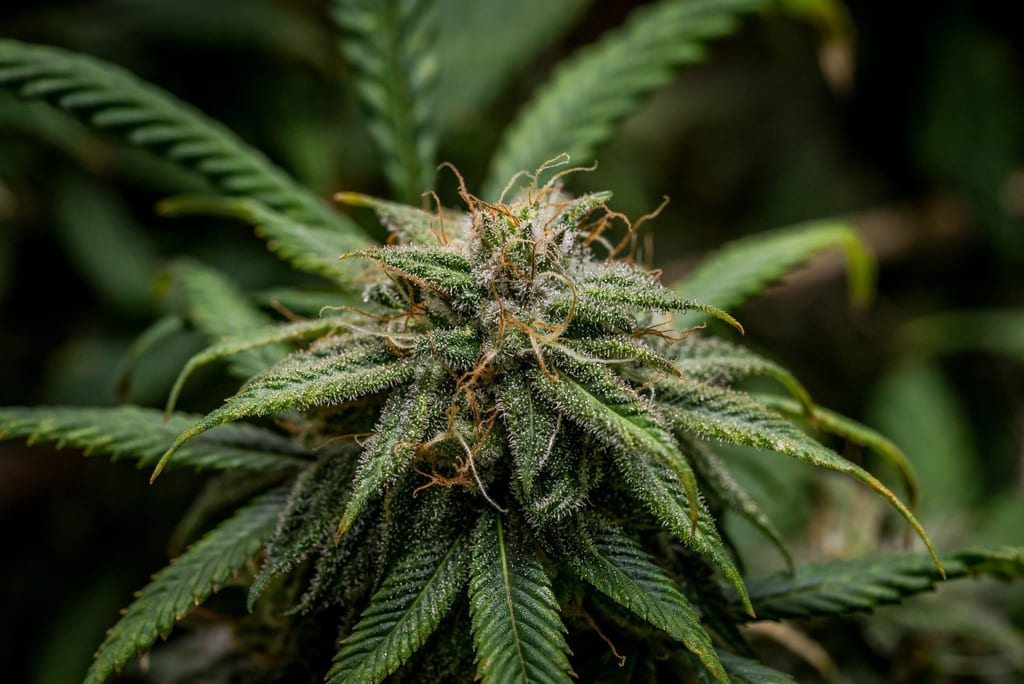 Sour Hawaiian Haze CBD hemp flower