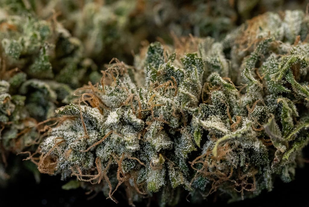 White CBG hemp flower