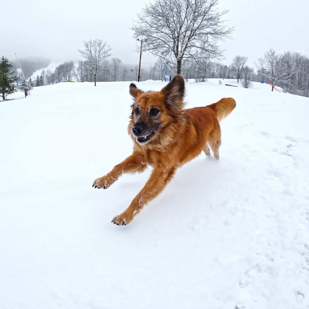 Willow the dog running in the snow